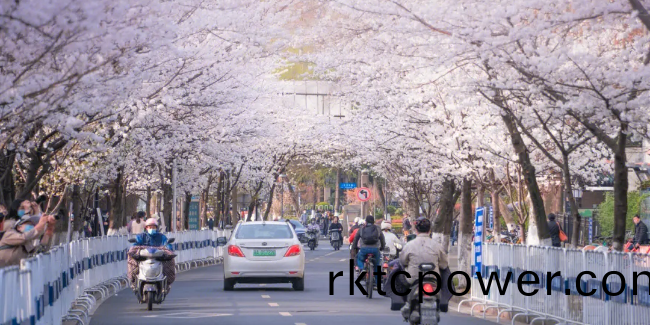 櫻蘤(hua)盛開(kai)時，願與君相逢(feng)