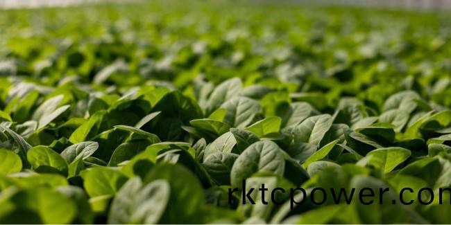 垃圾不夠，白(bai)菜來湊？垃圾分類的初心去哪了(le)？